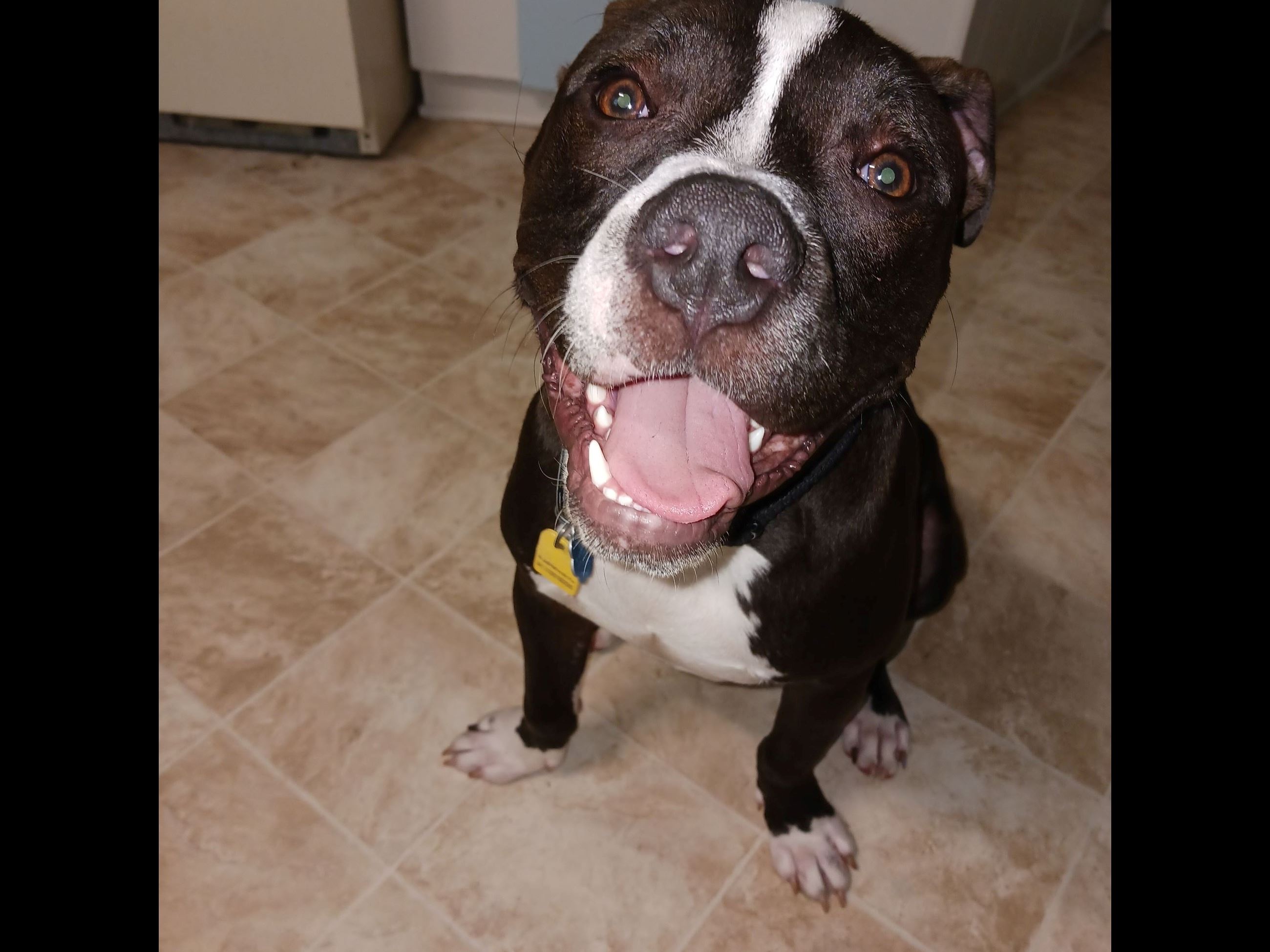 A black-and-white dog with its tongue sticking out, staring at the camera
